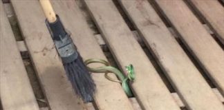 Período chuvoso favorece ocorrência de acidentes com animais peçonhentos